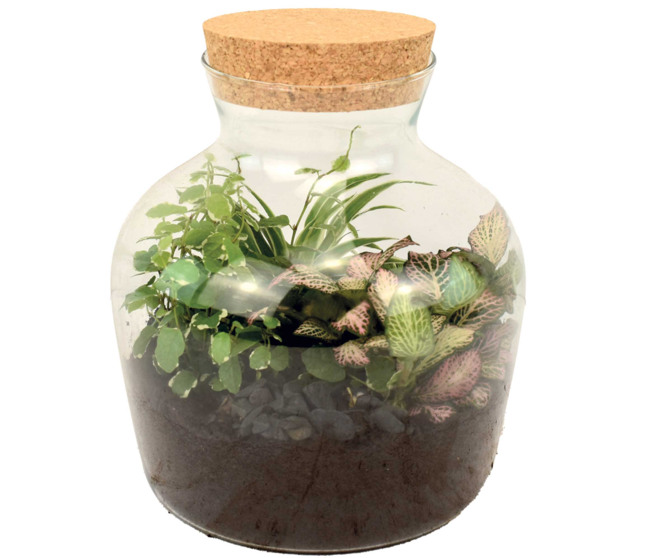 TERRARIUM GALAPAGOS 20