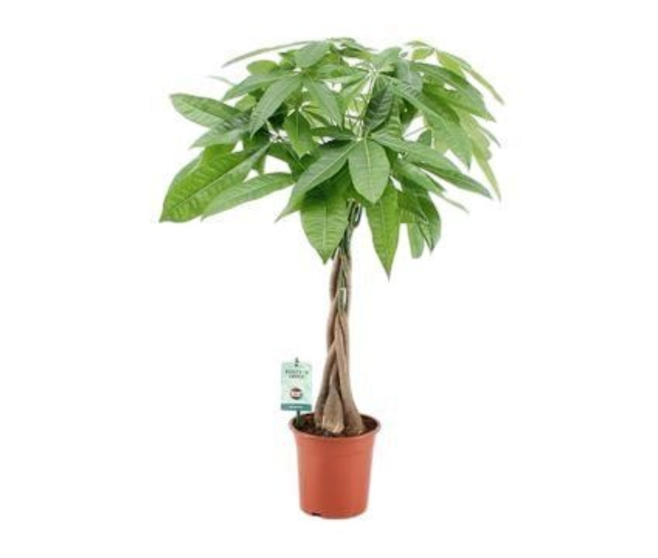 PACHIRA TRESSE