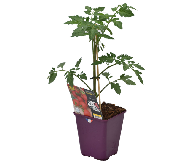 TOMATE GREFFEE GRAPPELINA