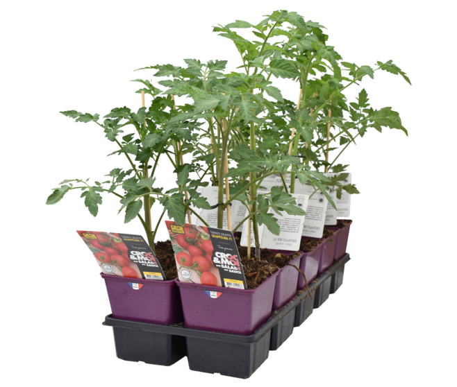 TOMATE GREFFEE GRAPPELINA