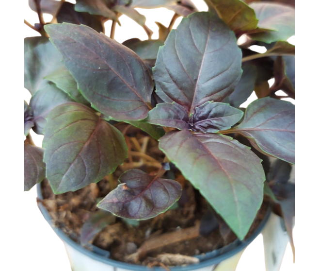 BASILIC POURPRE