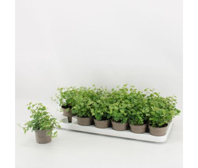 FICUS PUMILA SUNNY