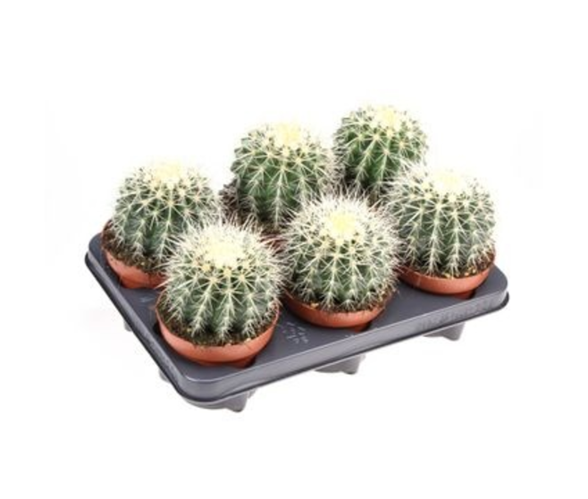 CACTUS ECHINOCACTUS GRUSONII