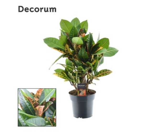 CROTON PETRA RAMIFIE DECORUM