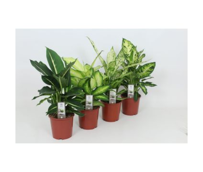 DIEFFENBACHIA VARIES
