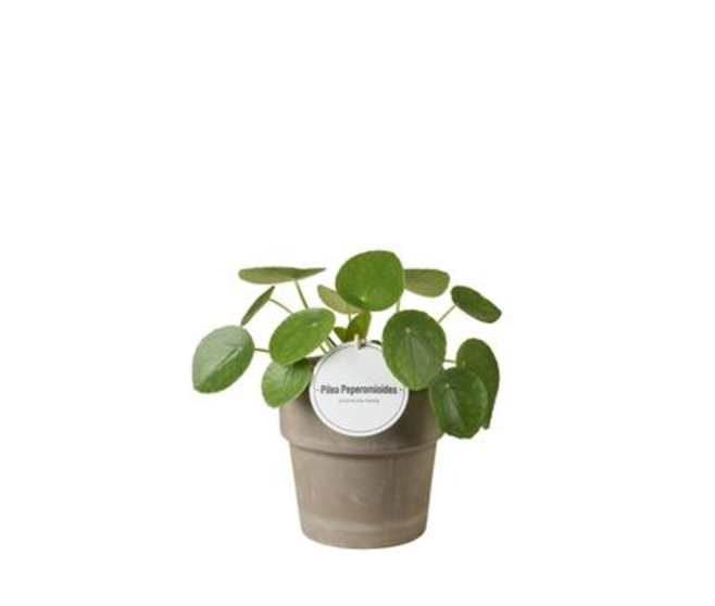 PILEA PEPEROMOIDES P TERRACOTTA