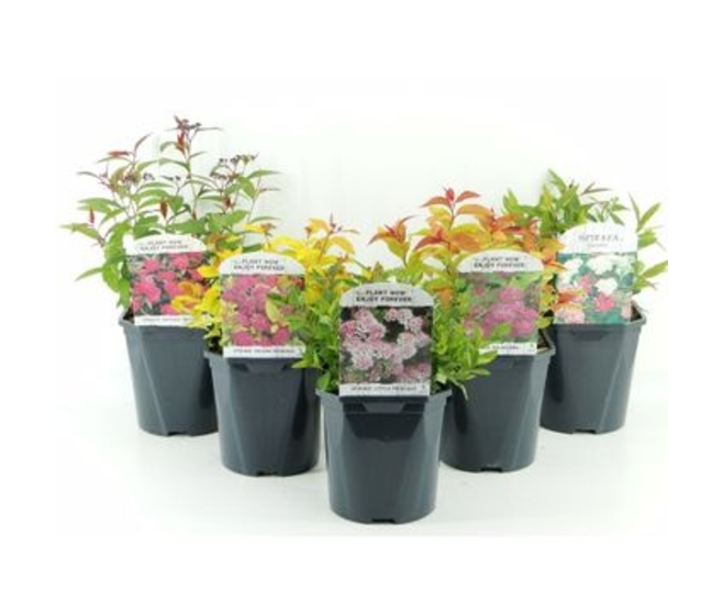 SPIRAEA JAPONICA VARIE