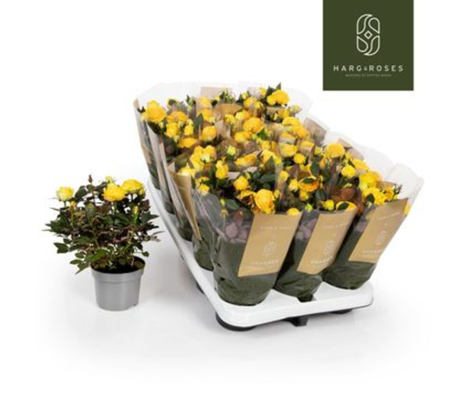 ROSIER KORDANA TURBO JAUNE