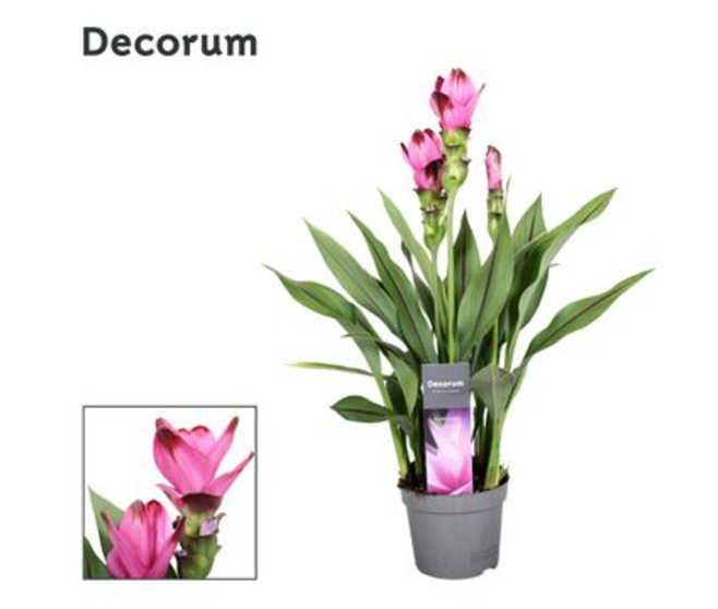 CURCUMA 2FL SIAM SPLASH
