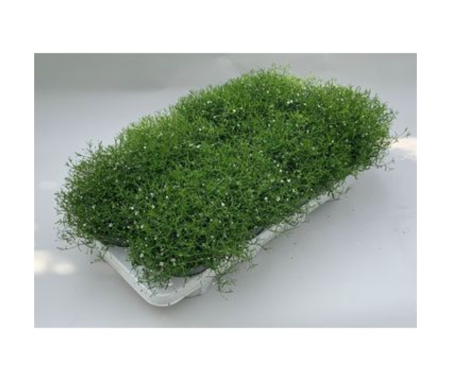 GYPSOPHYLA BLANC