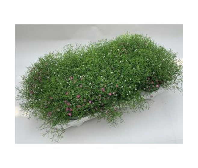 GYPSOPHYLA ROSE BLANC