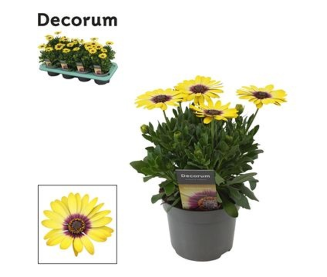 OSTEOSPERMUM BLUE EYED BEAUTY