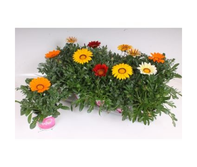 GAZANIA BIG KISS VARIE