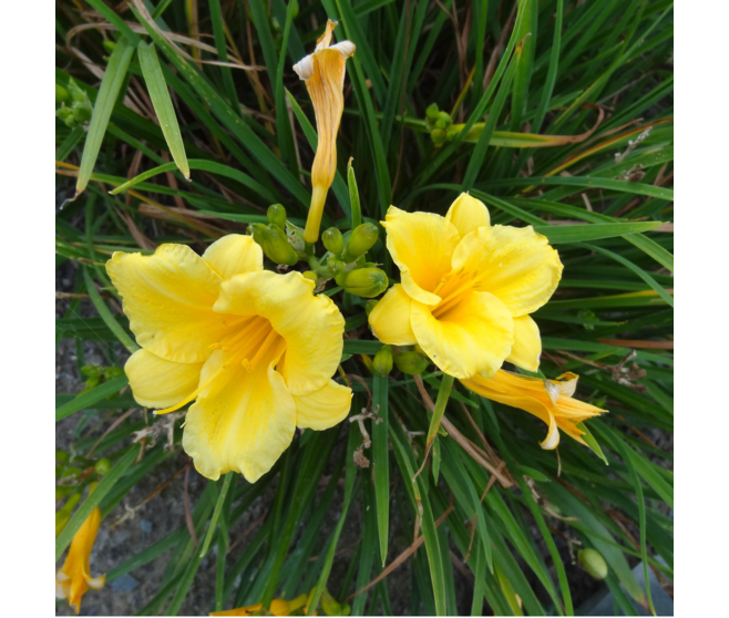 HEMEROCALLIS STELLA DE ORO
