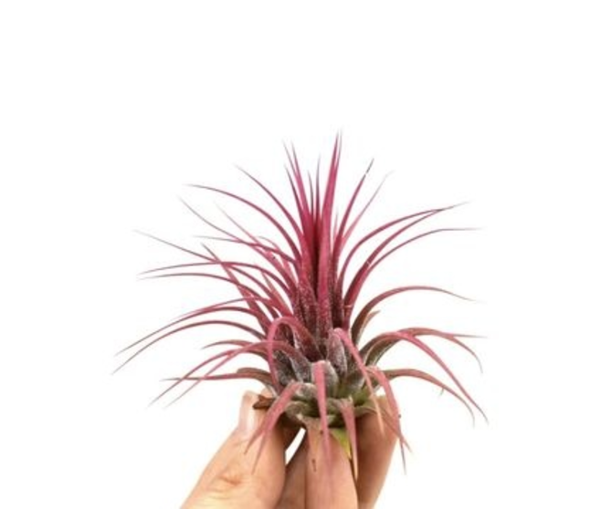 TILLANDSIA IONANTHA ROUGE