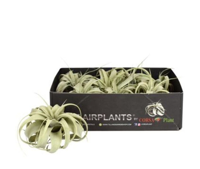 TILLANDSIA XEROGRAPHICA