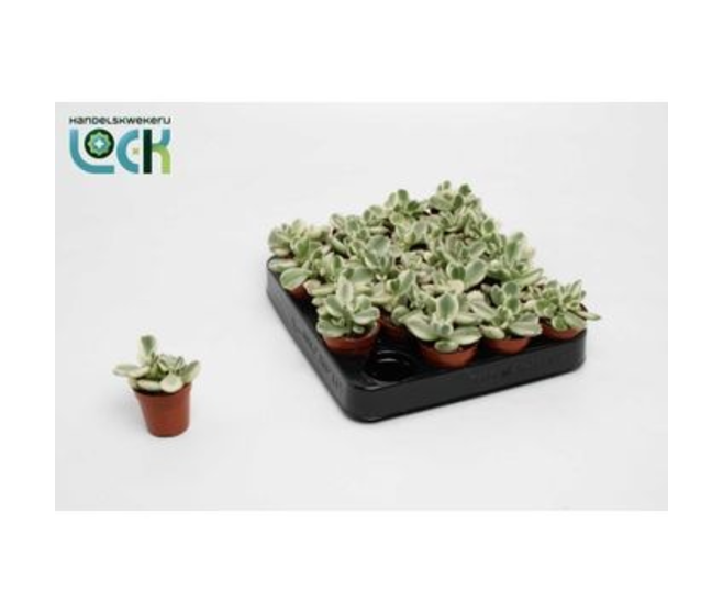COTYLEDON TOMENTOSA