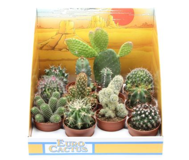CACTUS VARIE PRESENTOIR CARTON