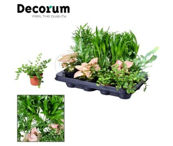 PLANTES VERTES VARIEES