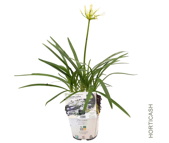 AGAPANTHE AFRICANUS PITCHOUNE WHITE