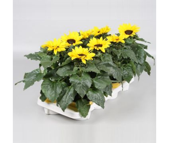 HELIANTHUS SUNSATION