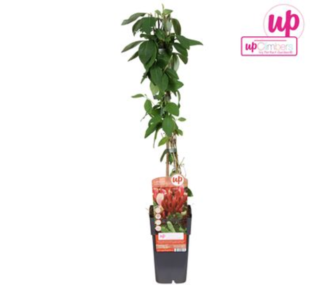 LONICERA RED WORLD