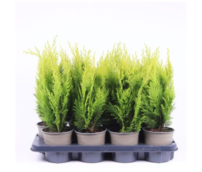 CHAMAECYPARIS LAWSONIANA