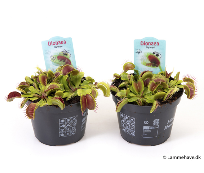 DIONAEA MUSCIPULA