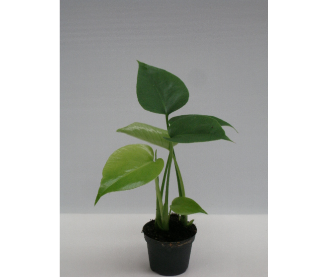 PHILODENDRON MONSTERA