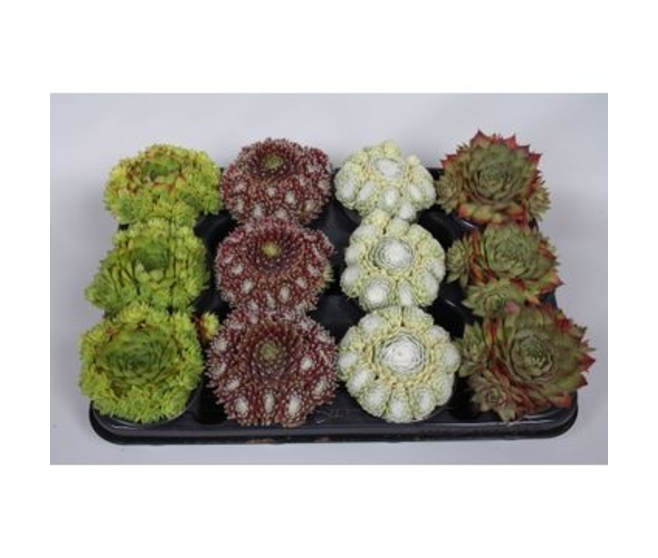 SEMPERVIVUM VARIES