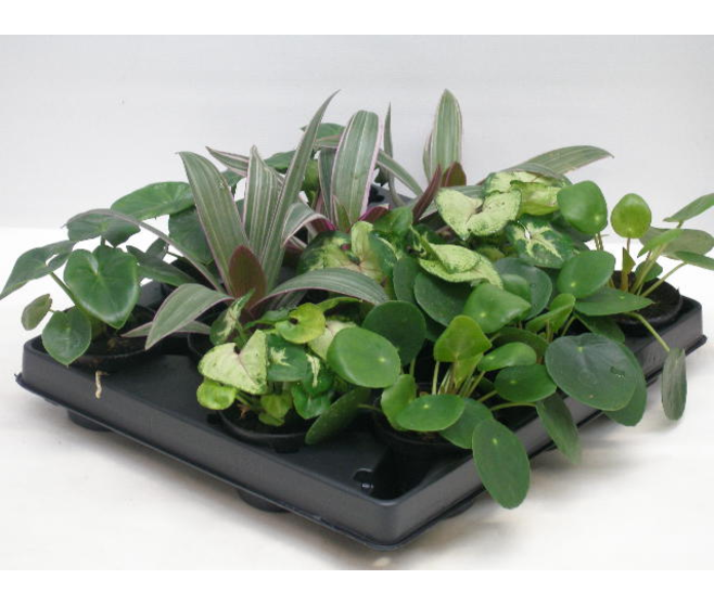 SYNGONIUM PILEA VARIE
