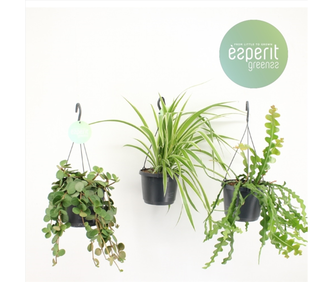 PLANTES VERTES VARIEES SUSP