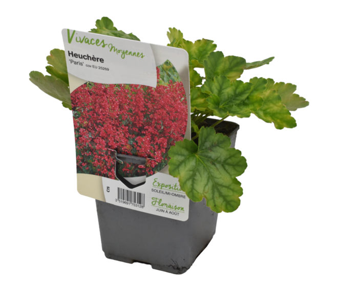HEUCHERA PARIS