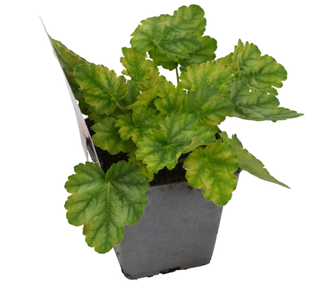 HEUCHERA PARIS