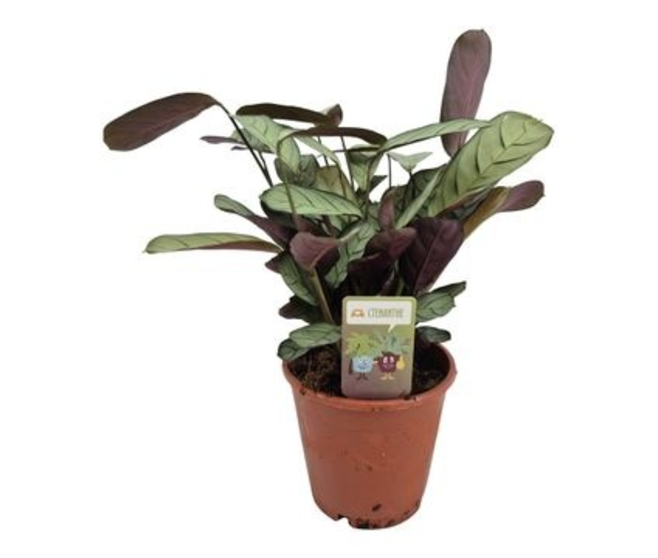 CALATHEA AMAGRIS