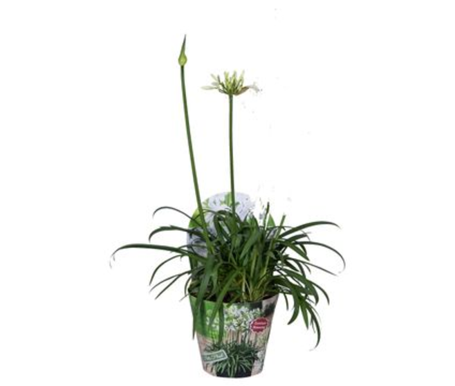 AGAPANTHE SUMMER LOVE BLANCHE