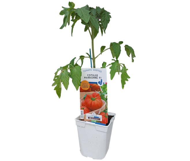 TOMATE GREFFEE MARBONNE