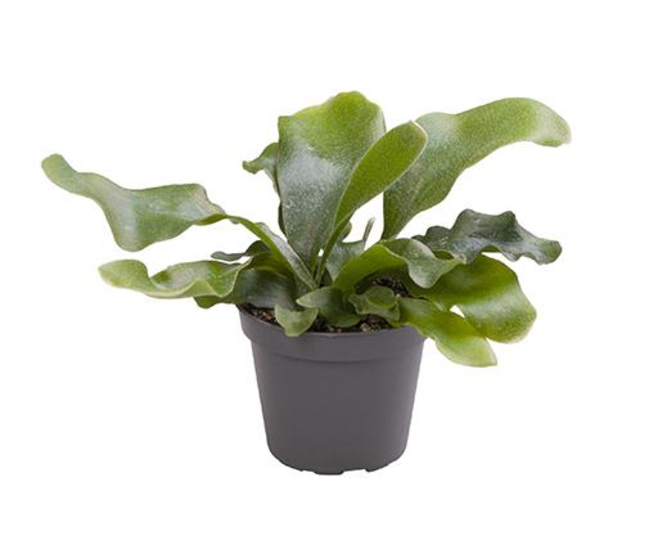 PLATYCERIUM GRANDE