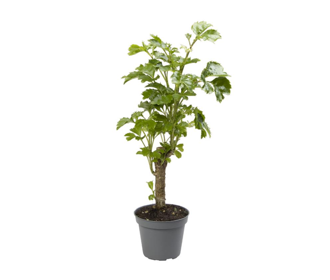 ARALIA BALFOURIANA TIGE