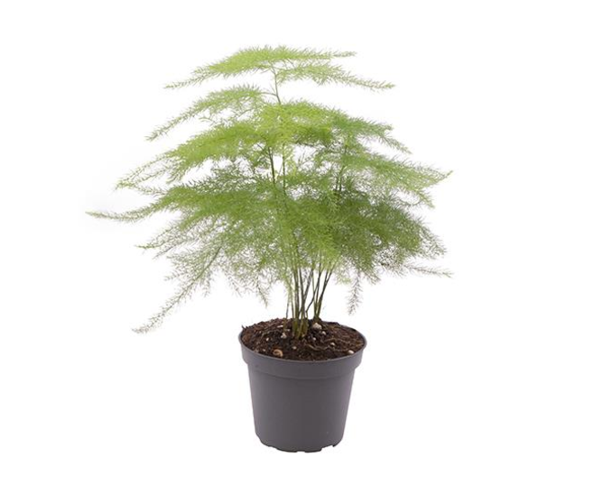 ASPARAGUS PLUMOSUS