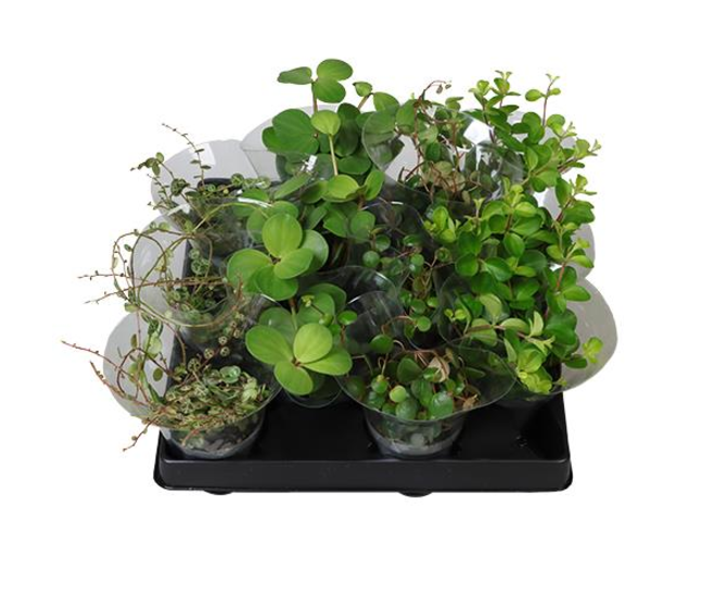 PEPEROMIA VARIE