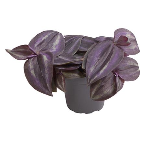 TRADESCANTIA PURPLE JOY