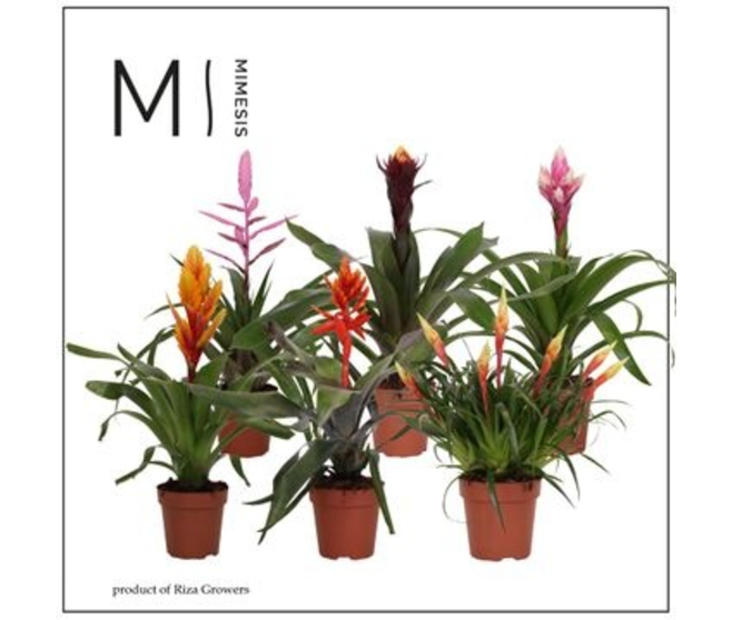 BROMELIACEE ROYAL GREEN RITUALS