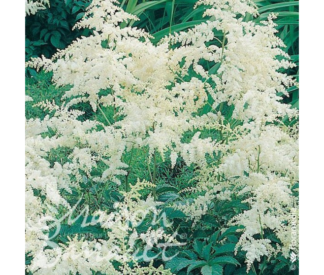 ASTILBE YOUNIQUE WHITE