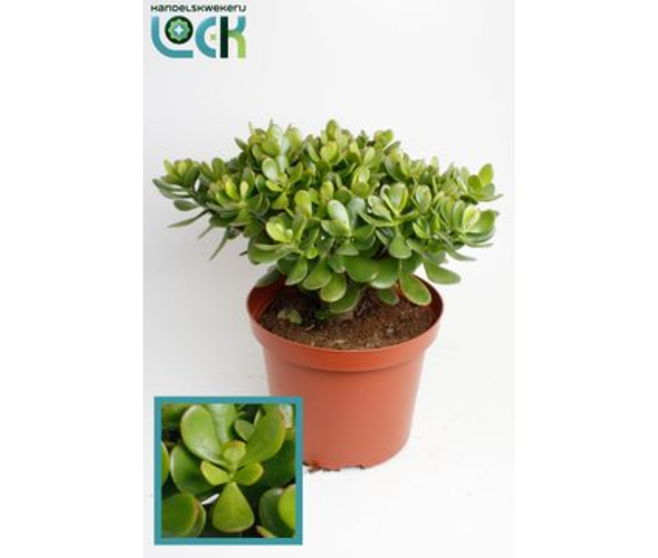 CRASSULA OVATA