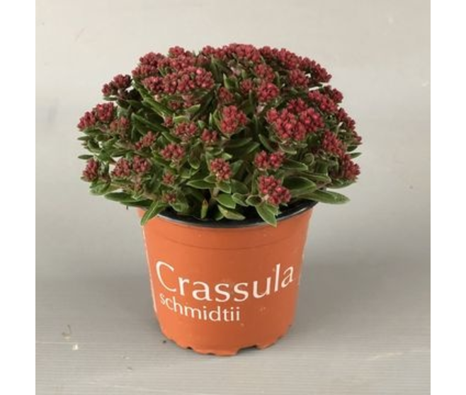 CRASSULA SCHMIDTII