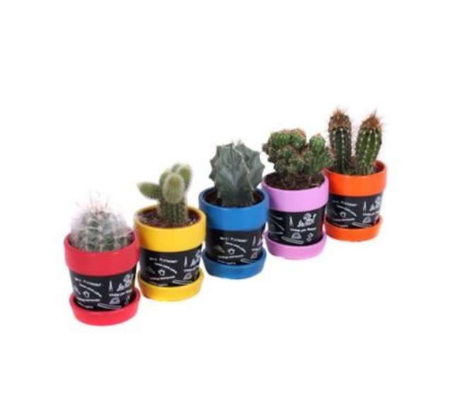 CACTUS VARIES CERAM ARDOISE