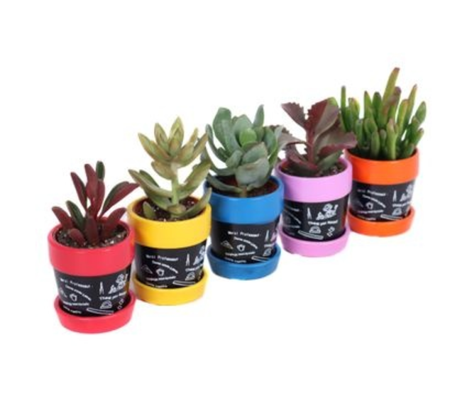 SUCCULENTE VARIEE CERAM ARDOISE