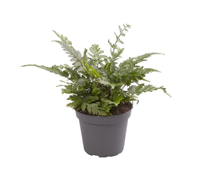 POLYSTICHUM