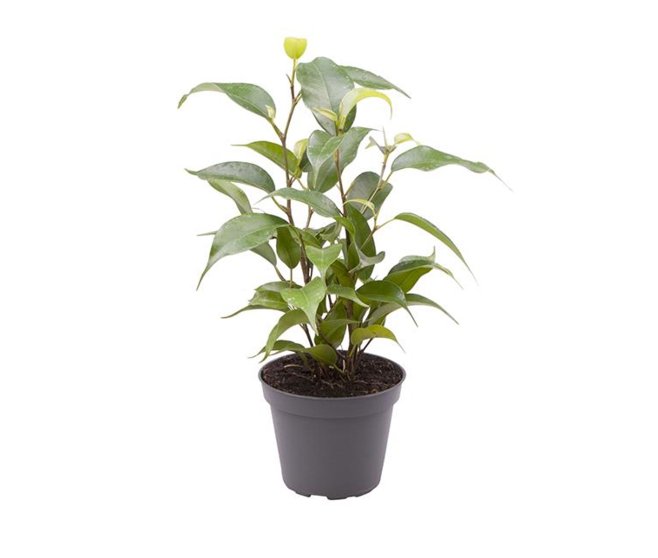 FICUS NATASJA